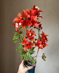 Image result for buaaambulancia