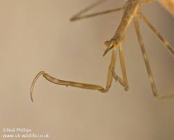 Attēlu rezultāti vaicājumam “Ranatra linearis”