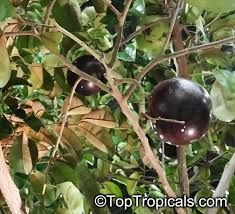 Attēlu rezultāti vaicājumam “Chrysosplenium alternifolium fruit”