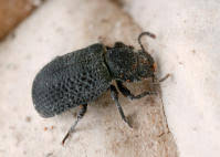 Attēlu rezultāti vaicājumam “Bolitophagus reticulatus larva”