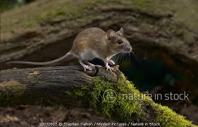 Attēlu rezultāti vaicājumam “Apodemus flavicollis”