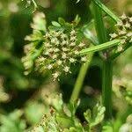 Attēlu rezultāti vaicājumam “Oenanthe aquatica fruit”