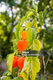 Attēlu rezultāti vaicājumam “Physalis alkekengi”