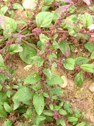 Attēlu rezultāti vaicājumam “Chenopodium polyspermum var. acutifolium”