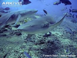 Image result for Nebrius ferrugineus