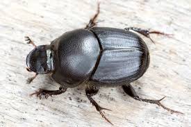 Attēlu rezultāti vaicājumam “Anacampsis blatariella”