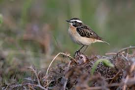 Attēlu rezultāti vaicājumam “Saxicola rubetra adult”