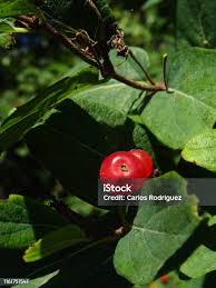 Attēlu rezultāti vaicājumam “Lonicera xylosteum fruit”