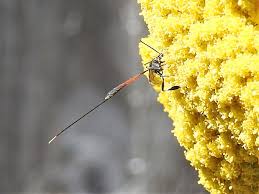 Attēlu rezultāti vaicājumam “Javesella pellucida male”