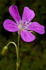 Attēlu rezultāti vaicājumam “Geranium palustre”