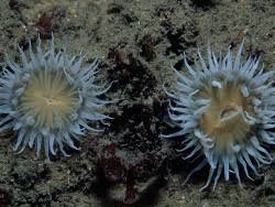 Image result for Anemonenarten