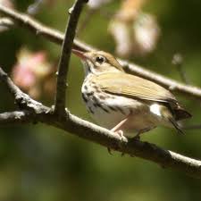 Image result for Dendroica castanea