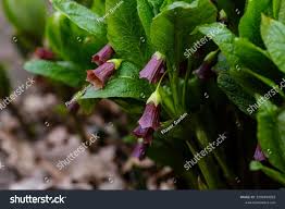 Attēlu rezultāti vaicājumam “Scopolia carniolica flower”