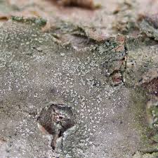 Attēlu rezultāti vaicājumam “Fellhanera subtilis”