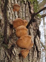 Attēlu rezultāti vaicājumam “Phellinus robustus”