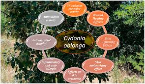 Attēlu rezultāti vaicājumam “Cydonia oblonga”