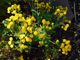 Image result for Calceolaria integrifolia