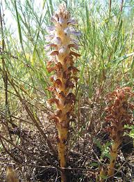 Attēlu rezultāti vaicājumam “Orobanche coerulescens flower”