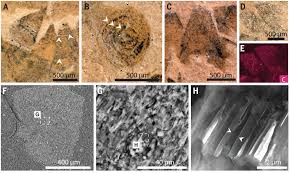 Attēlu rezultāti vaicājumam “Stemonitopsis subcaespitosa macro”