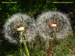 Attēlu rezultāti vaicājumam “Taraxacum officinale aggr.”