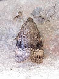 Attēlu rezultāti vaicājumam “Amphipyra perflua”