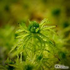 Attēlu rezultāti vaicājumam “Sphagnum squarrosum”