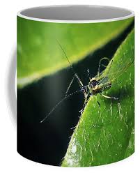 Attēlu rezultāti vaicājumam “Aphididae”