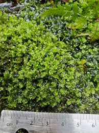 Attēlu rezultāti vaicājumam “Jamesoniella autumnalis”