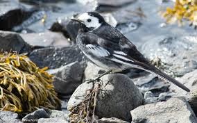 Attēlu rezultāti vaicājumam “Motacilla alba adult”