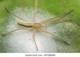 Attēlu rezultāti vaicājumam “Tibellus oblongus”