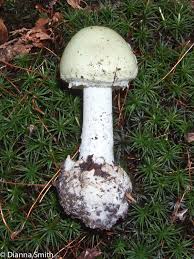 Attēlu rezultāti vaicājumam “Amanita citrina”