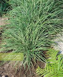 Attēlu rezultāti vaicājumam “Carex ornithopoda”