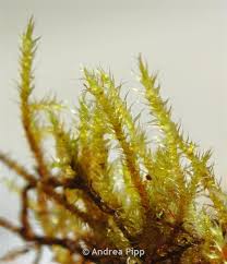 Attēlu rezultāti vaicājumam “Campylium stellatum”