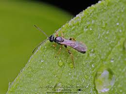 Attēlu rezultāti vaicājumam “Ichneumonidae”