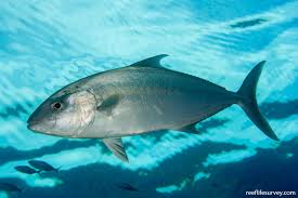 Image result for Seriola rivoliana