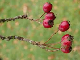 Attēlu rezultāti vaicājumam “Crataegus monogyna subsp. nordica”