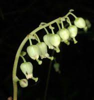 Attēlu rezultāti vaicājumam “Orthilia secunda bud”