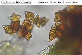 Attēlu rezultāti vaicājumam “Lophozia capitata”