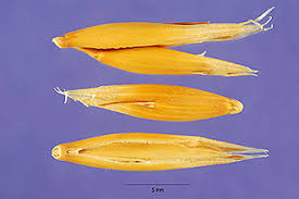 Attēlu rezultāti vaicājumam “Avena sativa”