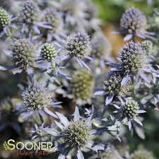 Image result for Eryngium `Blue Hobbit`