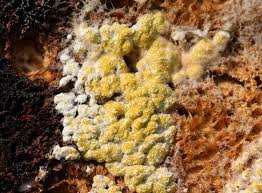 Attēlu rezultāti vaicājumam “Hypocrea pulvinata”