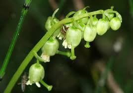 Attēlu rezultāti vaicājumam “Orthilia secunda bud”