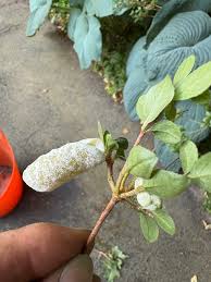 Attēlu rezultāti vaicājumam “Exobasidium cassandrae”
