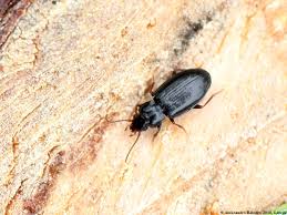 Attēlu rezultāti vaicājumam “Tachyta nana”