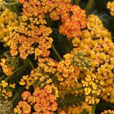 Attēlu rezultāti vaicājumam “Achillea millefolium flower”
