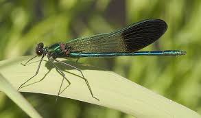 Attēlu rezultāti vaicājumam “Calopterygidae”