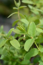 Attēlu rezultāti vaicājumam “Lonicera caerulea var. pallasii leaf”