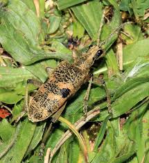 Attēlu rezultāti vaicājumam “Rhagium mordax”