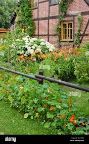 Attēlu rezultāti vaicājumam “Hydrangea arborescens subsp. discolor flower”
