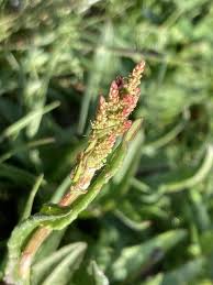 Attēlu rezultāti vaicājumam “Atriplex littoralis”